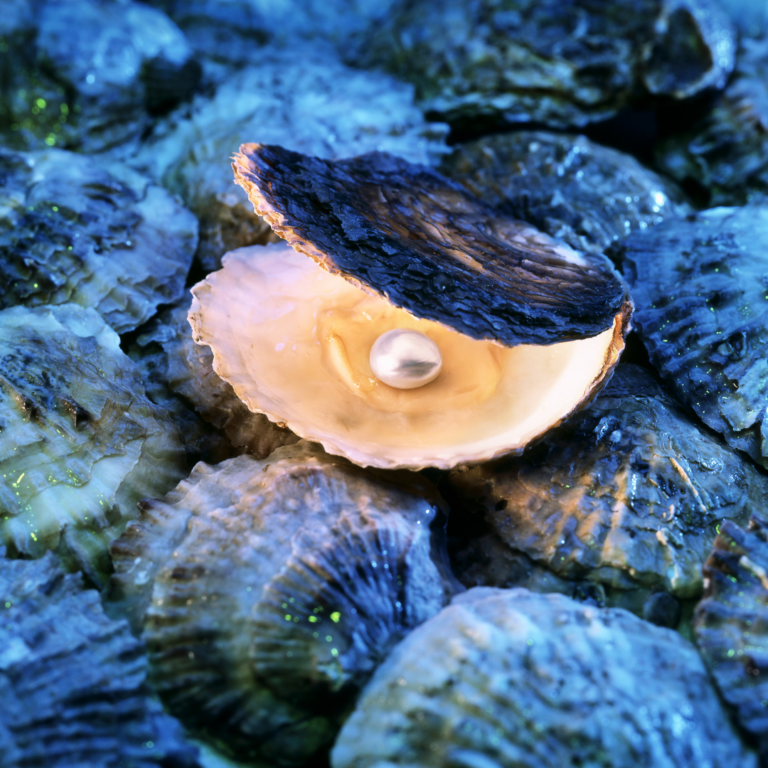 an image of an oyster shell with a pearl